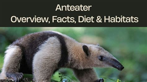 Anteater Overview Facts Diet And Habitat