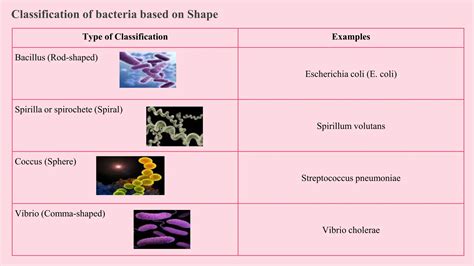 Bacteria Morphological Classificationpptx