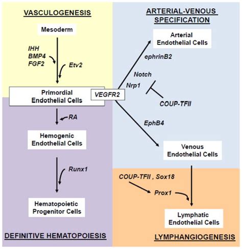 Regulation Of Endothelial Cell Differentiation And Specification