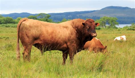 Rare Cattle Breeds - Farmhouse Guide