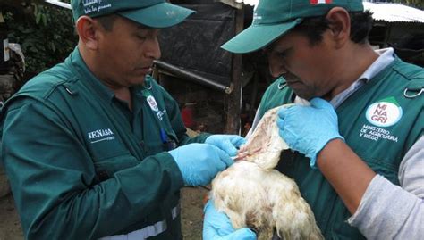 Senasa Desmiente Nuevos Casos De Gripe Aviar En La Libertad CCL