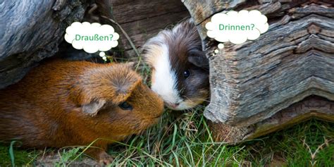 Meerschweinchen Und Kaninchen Zusammenleben Ja Oder Nein