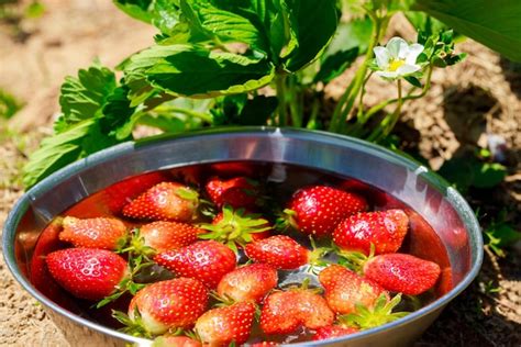 Fresas Rojas Y Jugosas En Un Recipiente Con Agua Foto Premium