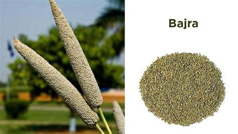 Millets In India List Of Millets And Top Millets Producing States