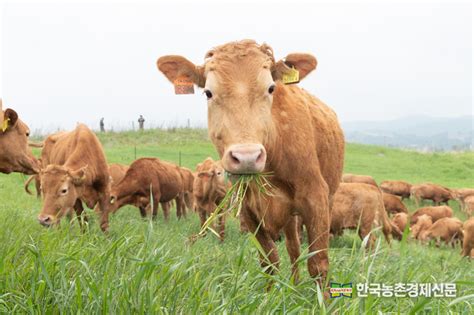 한우 사육기간 단축 기술 104 온실가스 저감 효과 기대