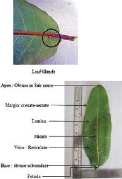 Macroscopic Characteristics Of Terminalia Arjuna Leaf Download