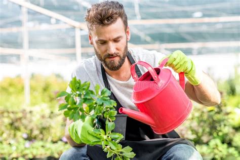 Cuidados Felizes Do Jardineiro Para A Planta Da Papaia Imagem De Stock