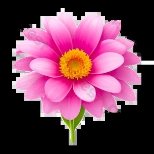 Transvaal Daisy Flower Icon Image Free Psd PNG Images PSD Free