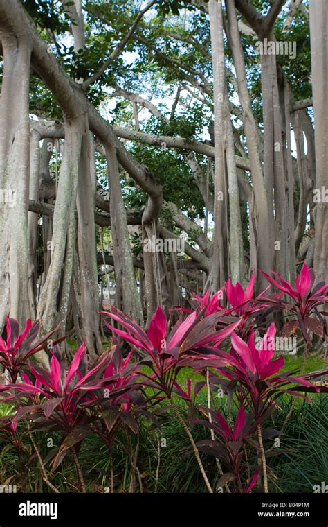 Tropical plants in Florida Stock Photo - Alamy