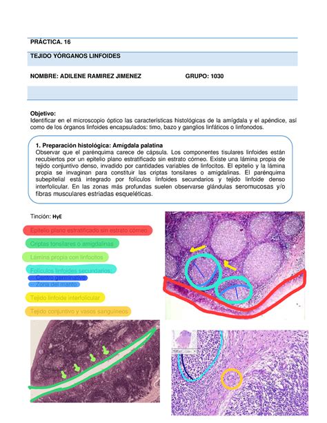 Practicas Hematopoyetico Y Linfoid E Pr Ctica