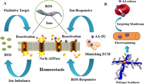 Biomimicking Dual Responsive Ecm Restoring Extracellular Balance