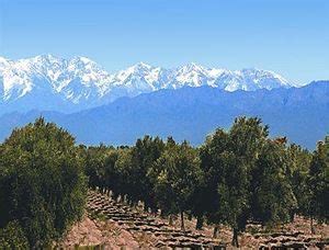 Cómo es la oleicultura en Argentina ASAJA Jaén