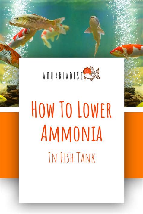 How To Lower Ammonia In A Fish Tank Pro Advice