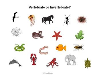 Vertebrates and Invertebrates by Dr Dave's Science | TpT