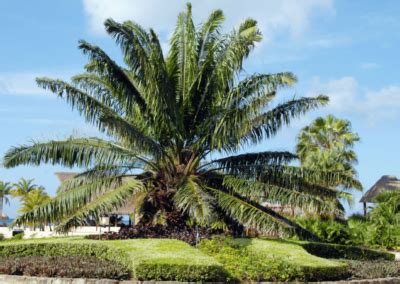 Chankanaab National Park A Guide To Cozumels Natural Jewel Cozumel