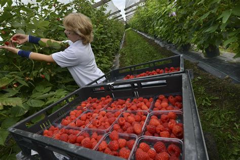 Zomerweer En Zachtfruit Groenten Fruit Actueel