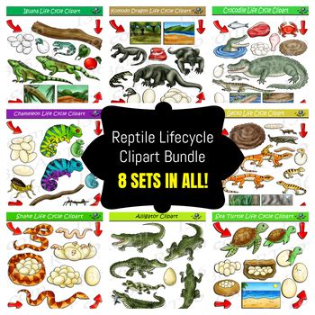 Reptiles Life Cycle Clipart Bundle by I 365 Art - Clipart 4 School