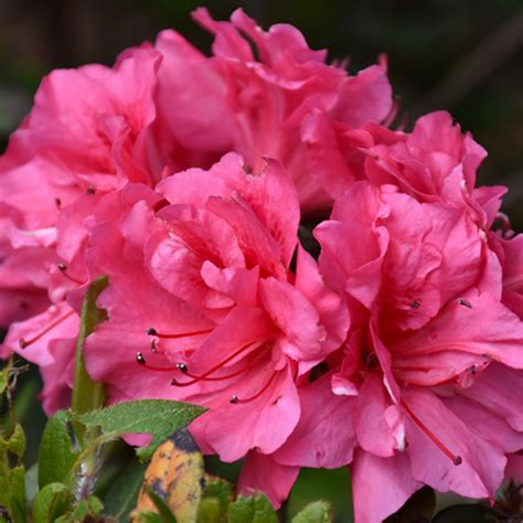 Azalea X Encore Autumn Carnival Plantland