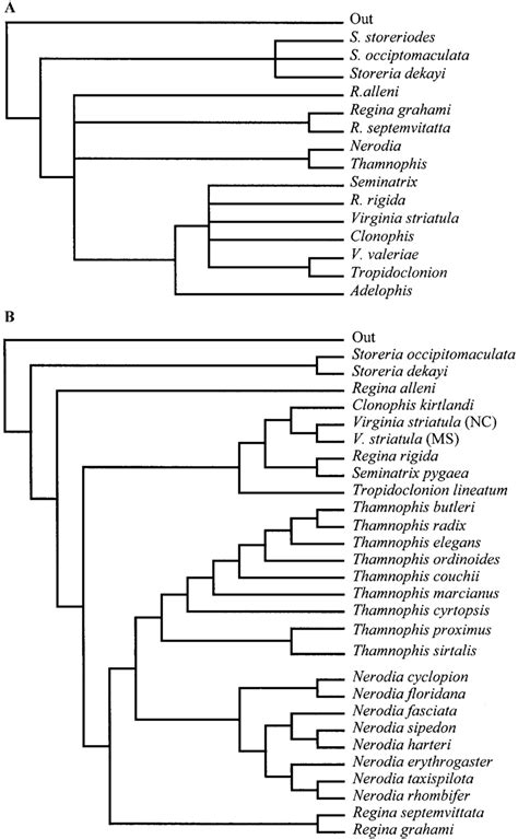 Allozyme Tree And Allozyme Constraint Tree A Phylogeny Of The