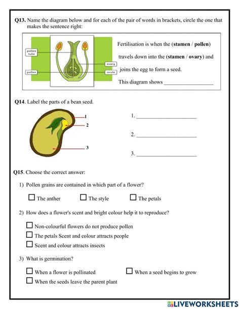 776327 Unit 1 Life Cycle Of A Flowering Plant