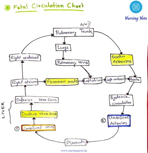 Fetal Circulation - Definition, Umbilical Cord and Fetal Circulation ...