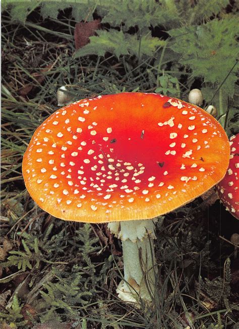 The Mushroom Guide And Identifier Info Page 98 Flip Pdf Online Pubhtml5