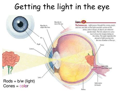 How Light Enters The Eye