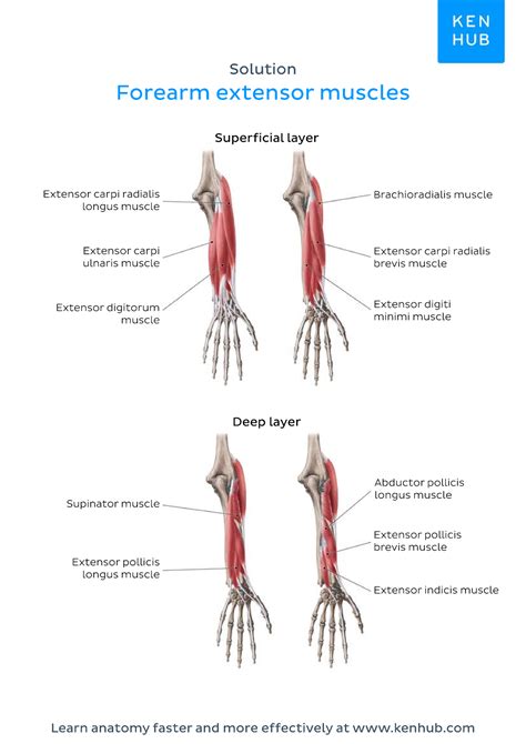 Worksheet Forearm Extensor Muscles Labeled Functionele Anatomie