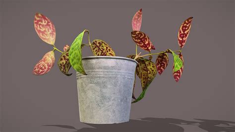 Lipstick Plant Buy Royalty Free 3D Model By Lassi Kaukonen