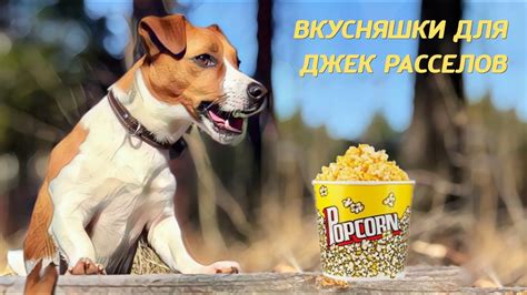 Полезные вкусняшки для прогулки собаки джек рассела - YouTube
