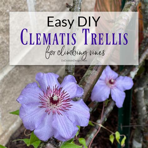 Clematis Trellis