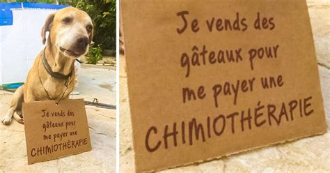 Ce chien vend des gâteaux pour se payer des soins médicaux et la