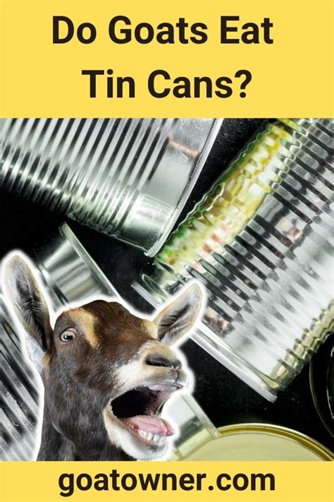 Do Goats Eat Tin Cans? (Find Out!) - Goat Owner