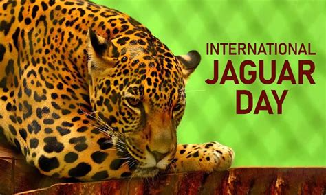 International Jaguar Day