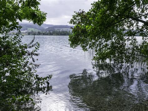 A Tree with Branches Branching into the Calm Lake Water, Stock Photo ...