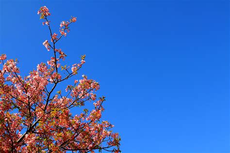 Beautiful spring wild Himalayan cheery blossom blooming on trees with