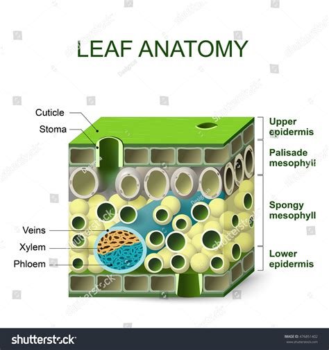 Leaf Anatomy Diagram Leaf Structure Stock Vector (Royalty Free) 476851402 | Shutterstock