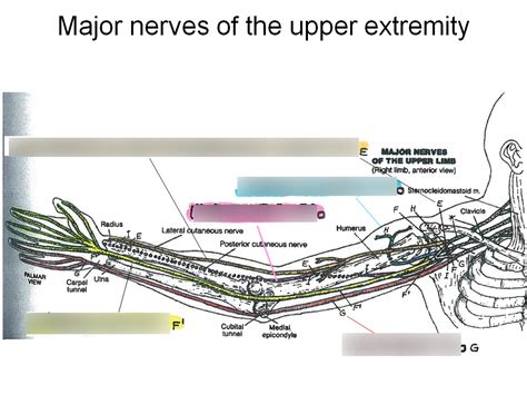 Major Nerves Of Upper Extremity Diagram Quizlet