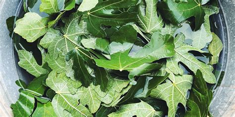 Kitchen Notes Fig Leaves And Their Use