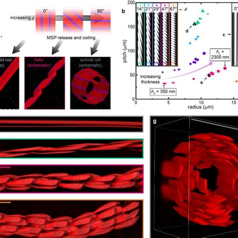 Msp Coiling A Schematic Of Anticipated 3d Structures Arising From Download Scientific Diagram