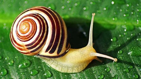 How Long Does A Snail Live Reproduction Life Cycle Snails101