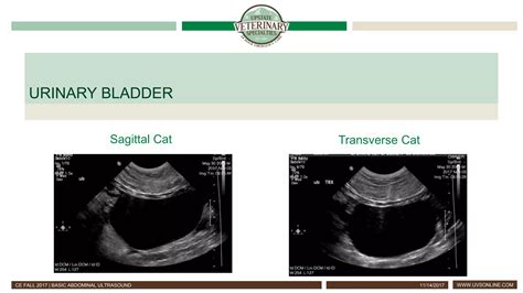 Basic Abdominal Ultrasound | PPT