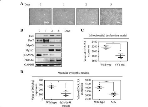 Upregulation Of Tid1 During Induced Differentiation Of C2c12 Myoblasts