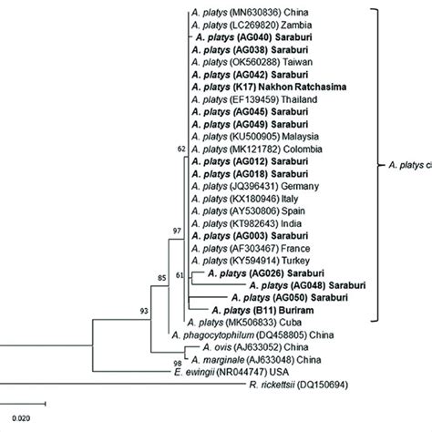 Phylogenetic Analysis Of E Canis Based On Nucleotide Sequences Of GltA