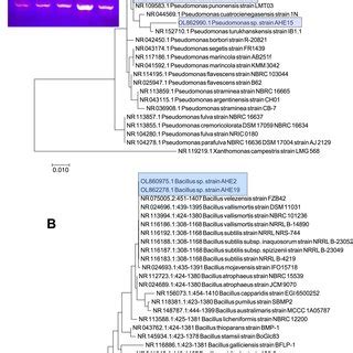 Phylogenetic analysis based on the 16S rRNA gene sequence for (A ... 
