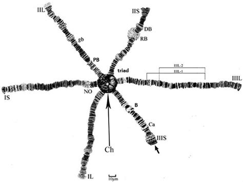 Polytene Chromosome Complement Of The New Taxon Simulium Praelargum