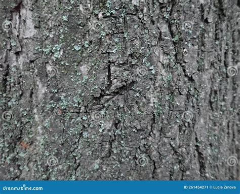 Texture Of A Tree Trunk Skin Stock Image Image Of Environment Grunge