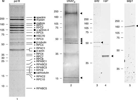 A Minimal RNA Polymerase III Transcription System from Human Cells