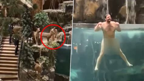 Naked Man Dives Into Aquarium अमरक म नरवसतर वयकत न बस