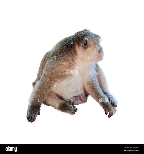 One cute fluffy monkey, primate, isolated image Stock Photo - Alamy